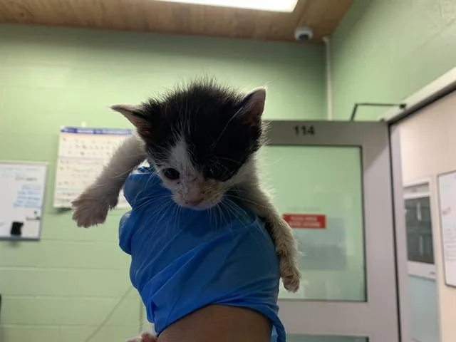 A baby small-sized female Domestic Short Hair cat named Lady Bug for adoption in Grand Prairie, TX