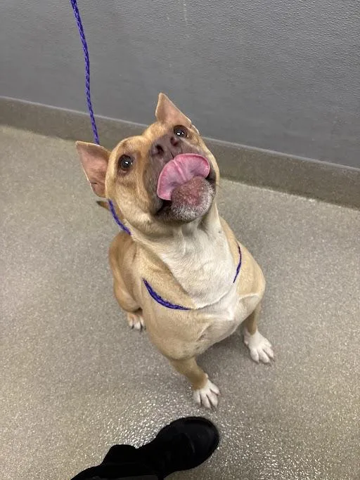 An adult medium-sized female Pit Bull Terrier dog named Coconut Creampie for adoption in Las Vegas, NV