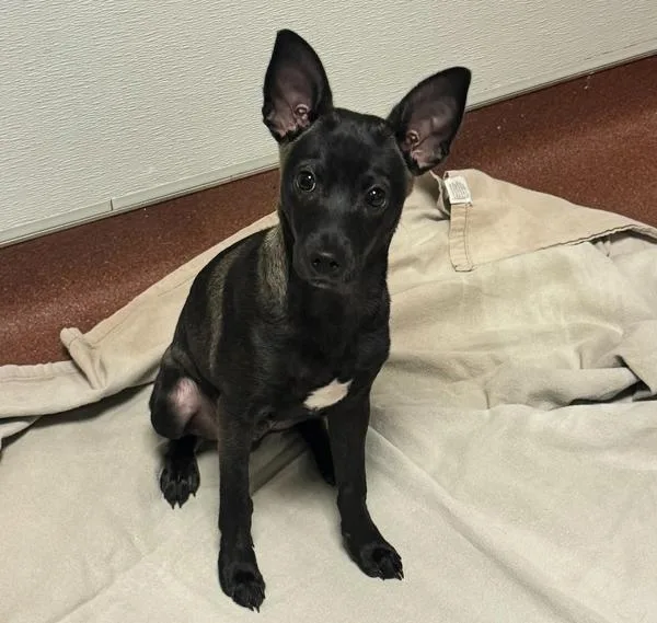 A baby small-sized male Chihuahua dog named Ben Ten for adoption in Oakland, CA