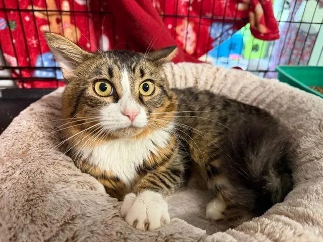 A young medium-sized male Domestic Long Hair cat named Zoro for adoption in Windsor, CT