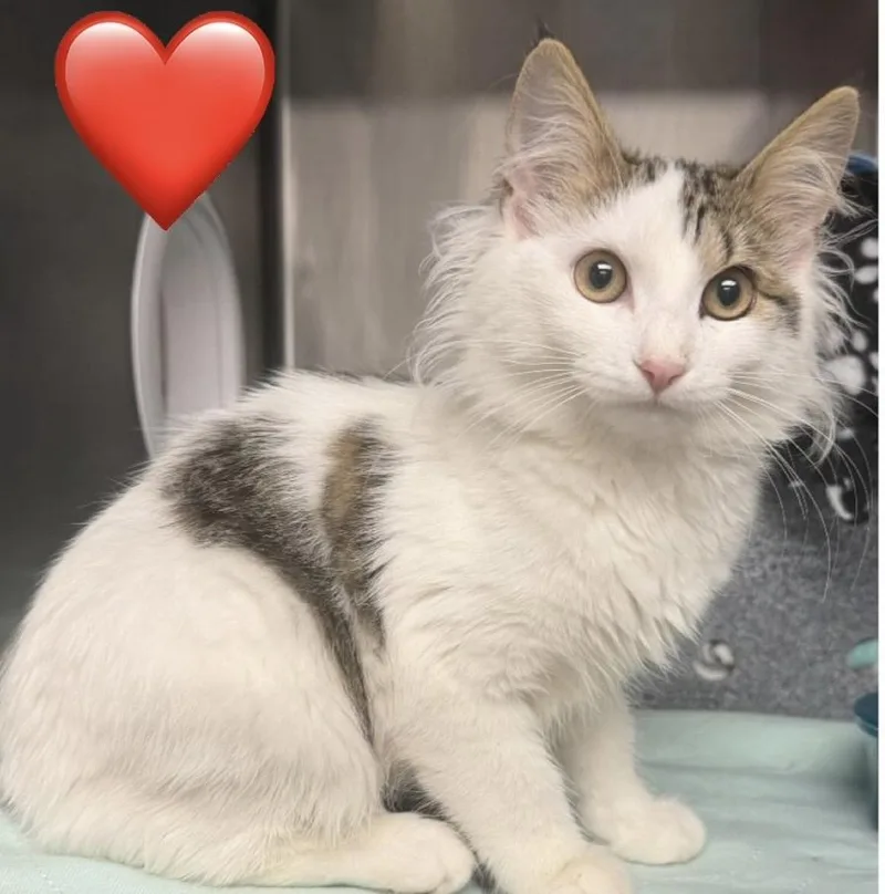 A young small-sized female Domestic Medium Hair cat named Victoria for adoption in Plymouth, MN