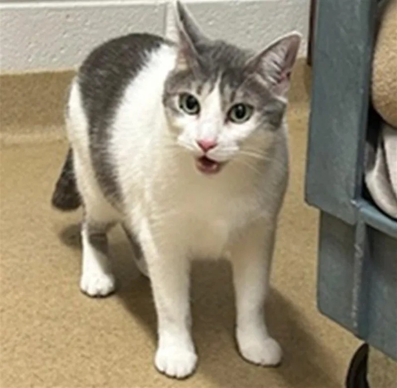 A young medium-sized female Domestic Short Hair cat named Maisy for adoption in Derwood, MD