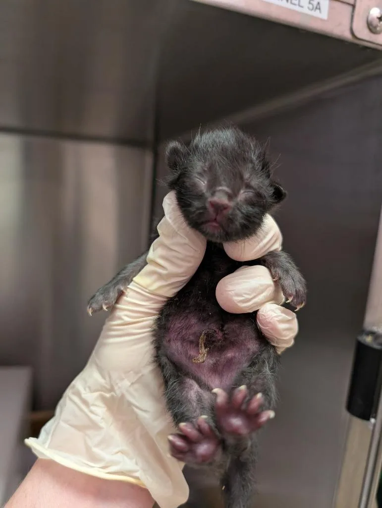 A baby small-sized male American Shorthair cat named Tiny for adoption in New Braunfels, TX