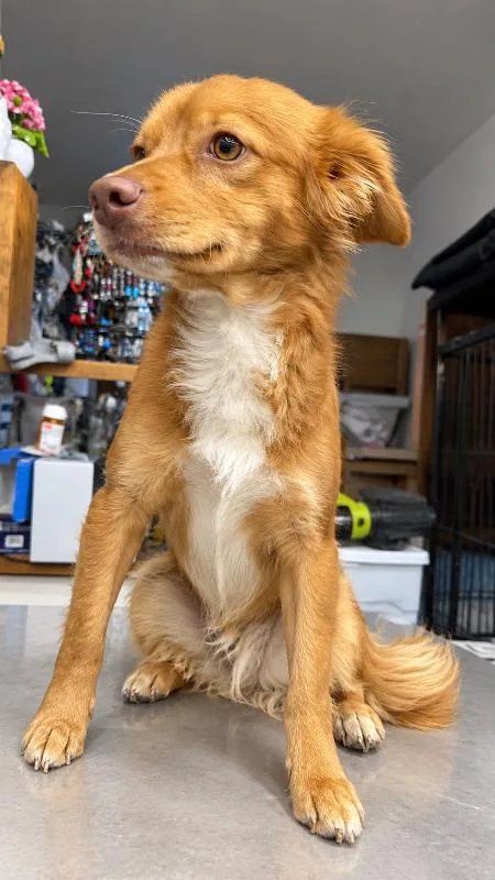 An adult small-sized male Spaniel dog named Louie for adoption in North Bend, WA