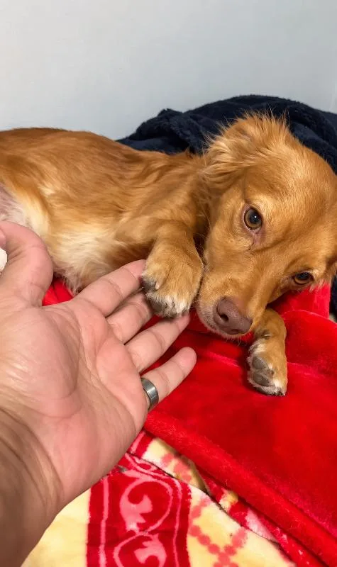 Louie thumbnail 6