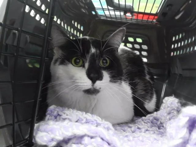 An adult medium-sized male Domestic Short Hair cat named Bucket for adoption in Omaha, NE