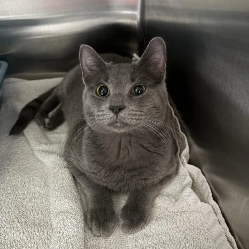 A young medium-sized male Gray / Blue / Silver Domestic Short Hair cat named Shoegaze for adoption in Kyle, TX