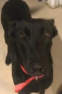 Big Betta thumbnail 2