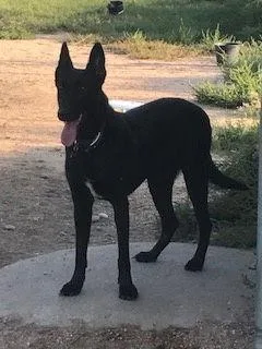 Big Betta thumbnail 3