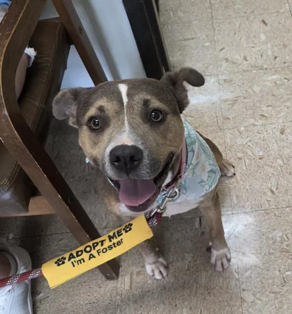 An adult large-sized female Pit Bull Terrier dog named Sandy for adoption in Tulsa, OK