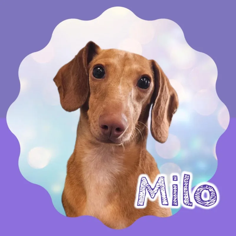 Milo thumbnail 6