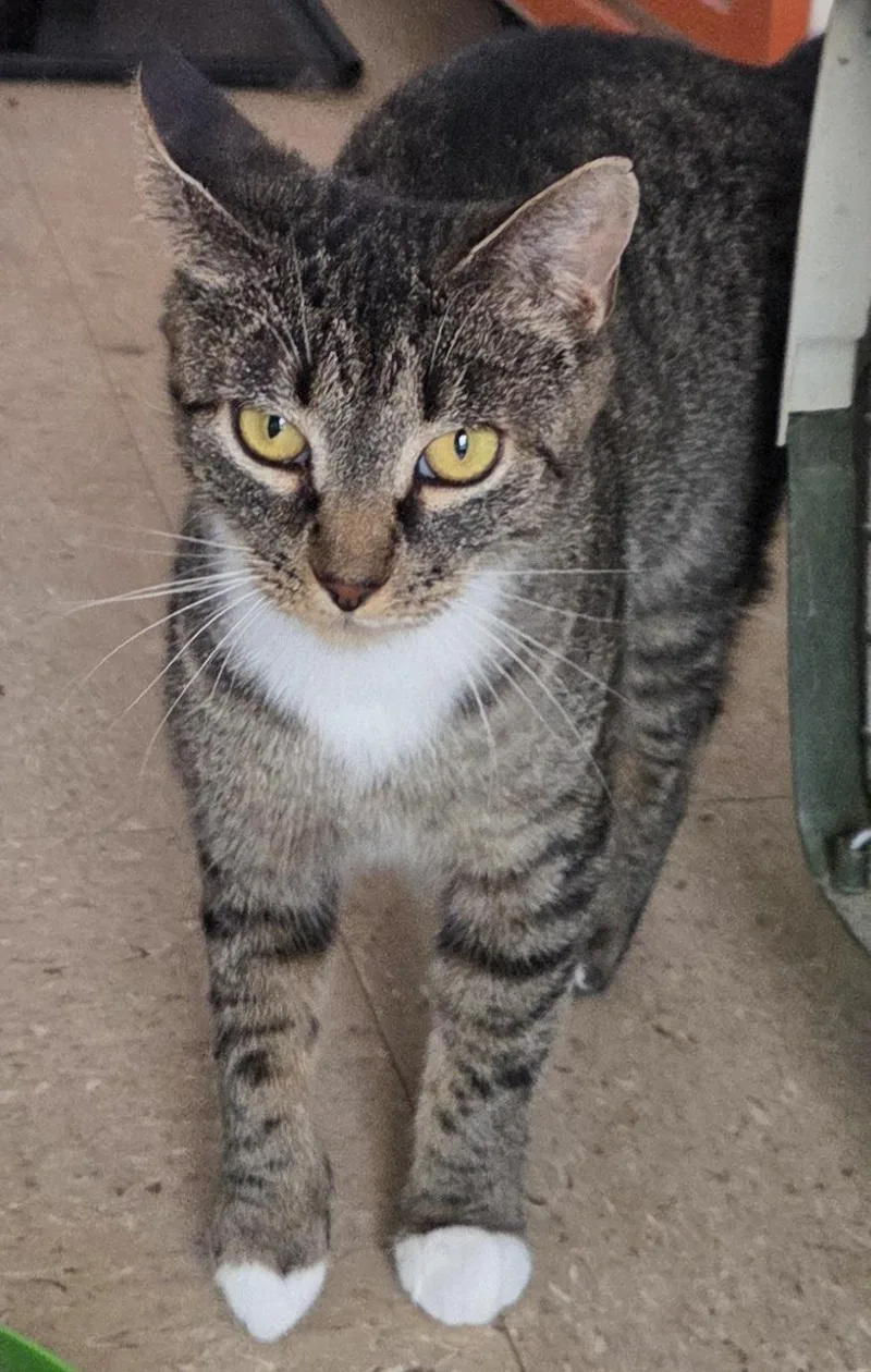 A young medium-sized female Tabby (Buff / Tan / Fawn) Domestic Short Hair cat named Livvie for adoption in Mansfield Center, CT