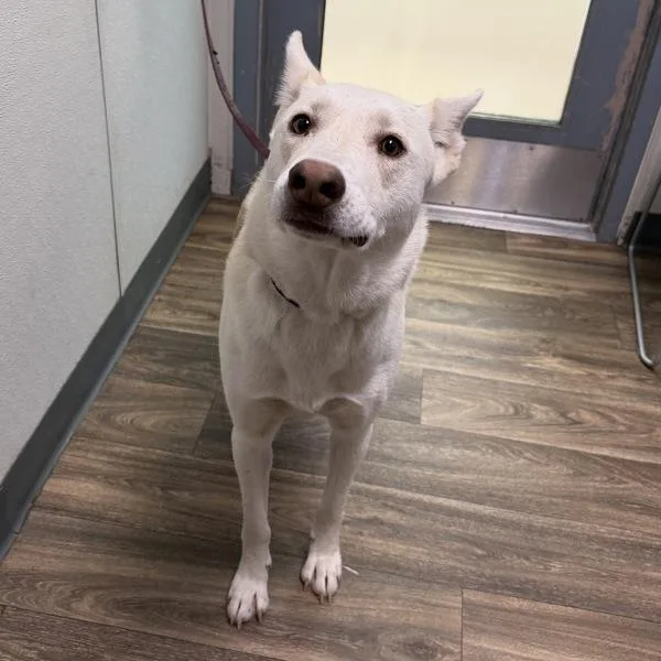 A young large-sized female Siberian Husky dog named Pancake for adoption in San Diego, CA