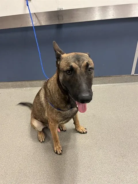 A young large-sized male Belgian Shepherd / Malinois dog named Victor for adoption in Miami, FL