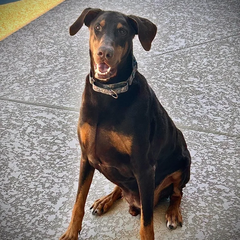 An adult large-sized male Brown / Chocolate Doberman Pinscher dog named Hanzo for adoption in Phoenix, AZ