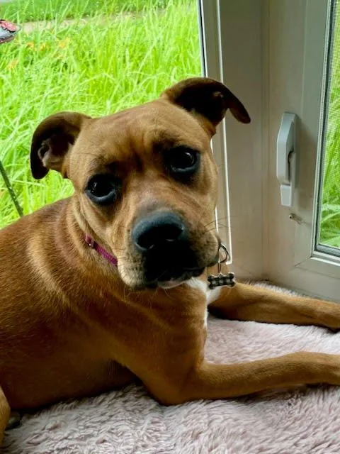 A young large-sized female Golden Pit Bull Terrier dog named Amy for adoption in Oswego, IL