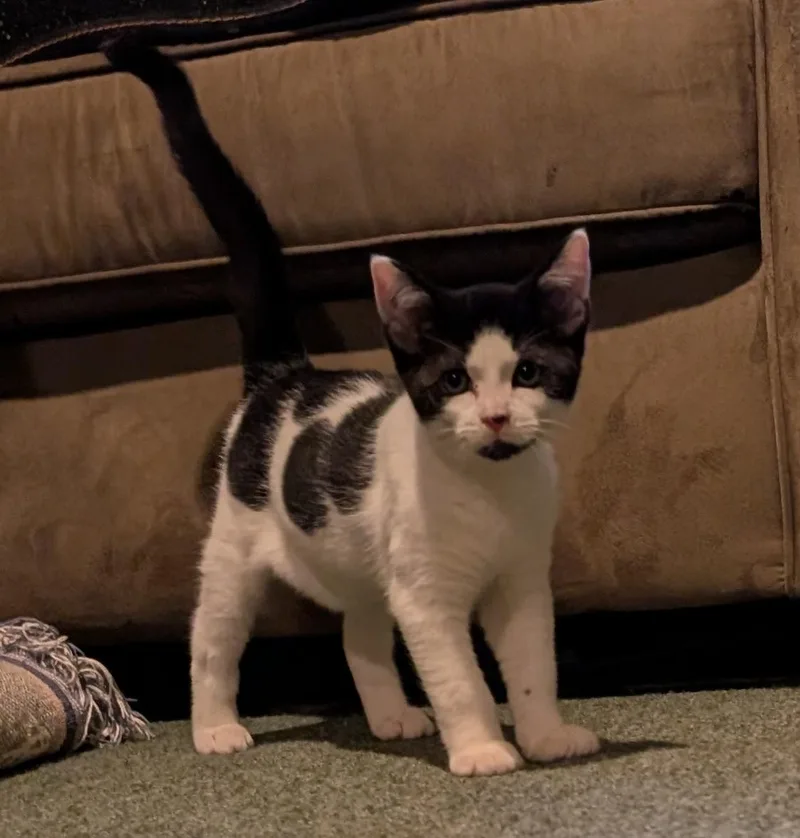 A baby small-sized male Domestic Short Hair cat named Decaf for adoption in Richmond, VA