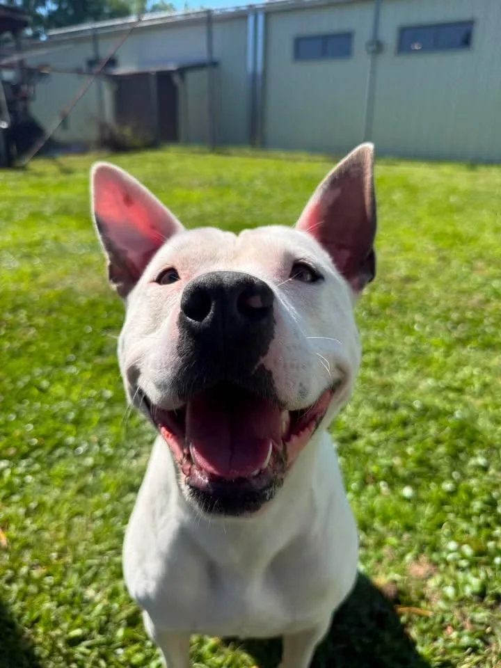 An adult large-sized female White / Cream Mixed Breed dog named Shorty Girl for adoption in Wilmington, NC