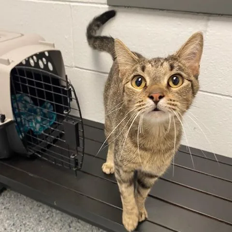 A young medium-sized female Brown / Chocolate Domestic Short Hair cat named Jessica for adoption in Dayton, OH