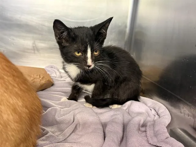 A baby small-sized male Domestic Short Hair cat named A for adoption in Grand Prairie, TX