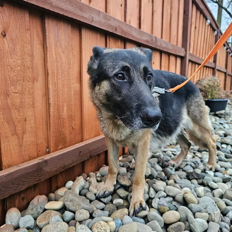 Juniper