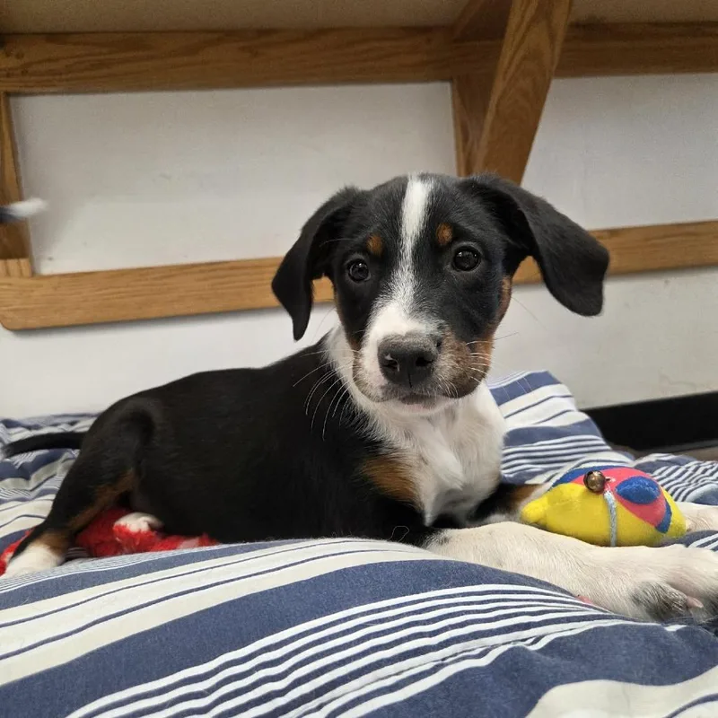 A baby medium-sized female Black Mixed Breed dog named Kaz for adoption in Murray, UT