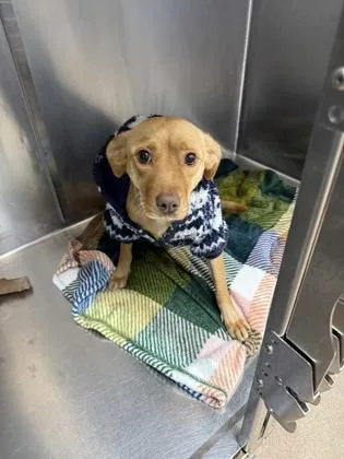 A young medium-sized female Labrador Retriever dog named Little Mama for adoption in Cumming, GA