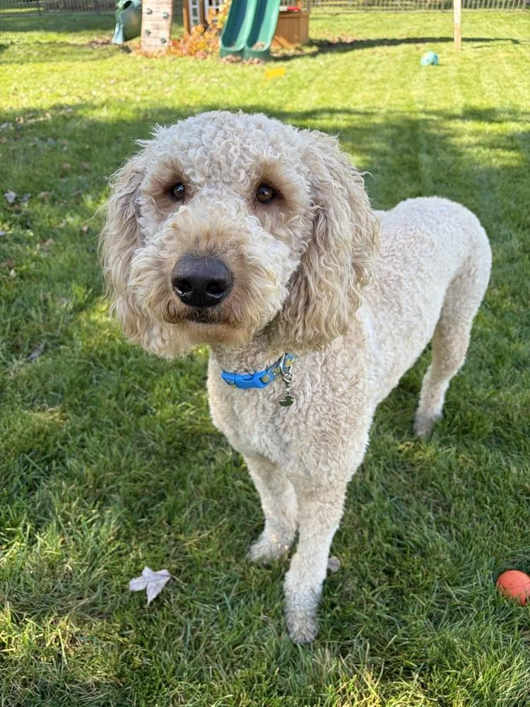 An adult large-sized male Goldendoodle dog named George for adoption in South Bend, IN