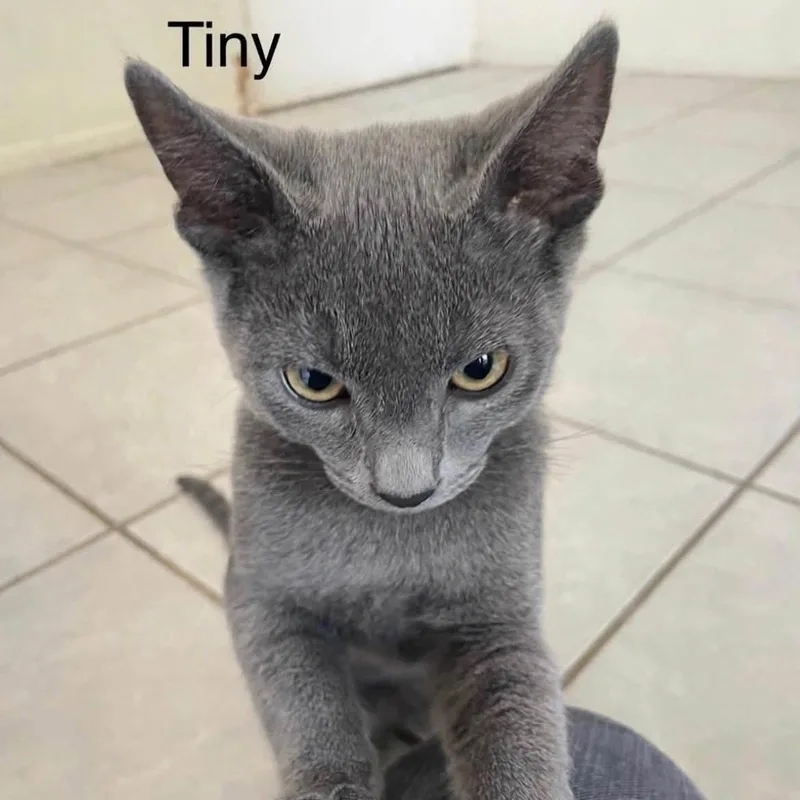 A baby medium-sized male Gray / Blue / Silver Domestic Short Hair cat named Tiny for adoption in Queen Creek, AZ