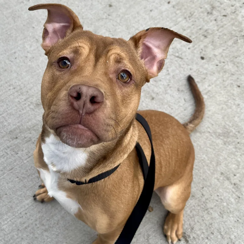 A young medium-sized male Yellow / Tan / Blond / Fawn Mixed Breed dog named Cade for adoption in Chicago, IL