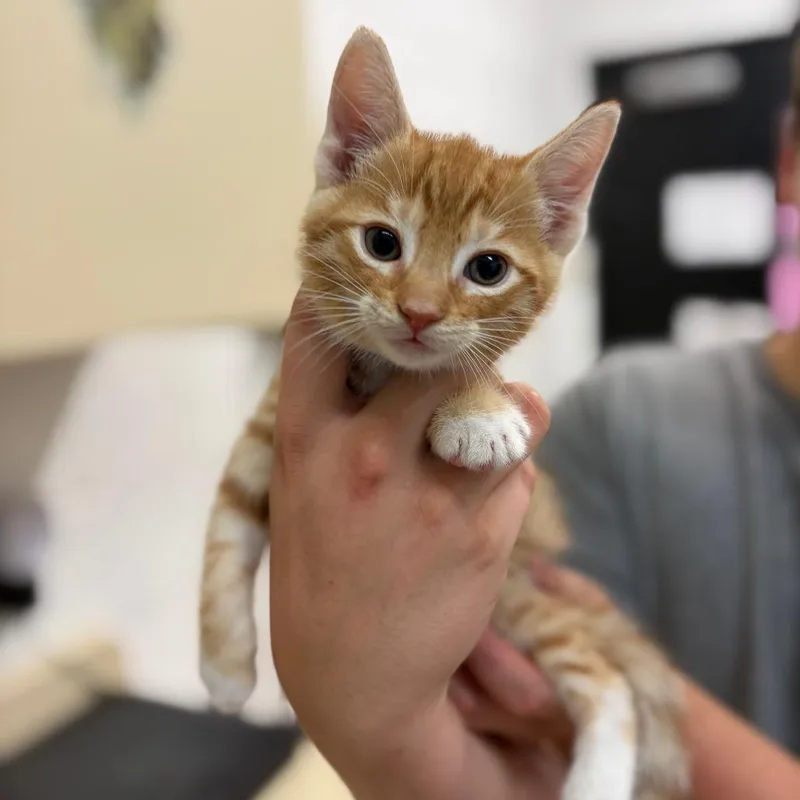 A baby small-sized male Orange / Red Domestic Short Hair cat named Ash for adoption in Ardmore, OK