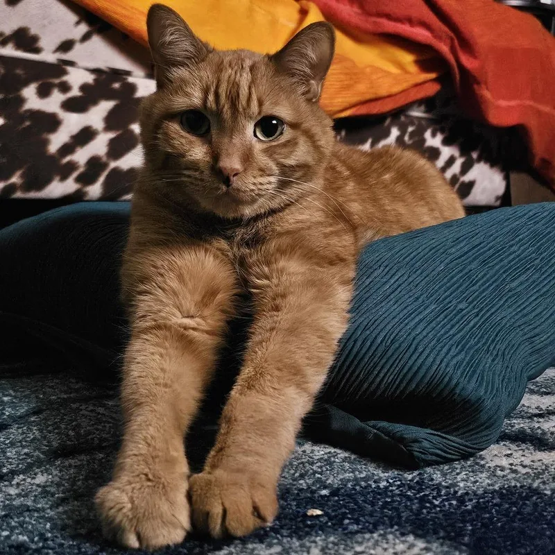 Chewbacca thumbnail 2