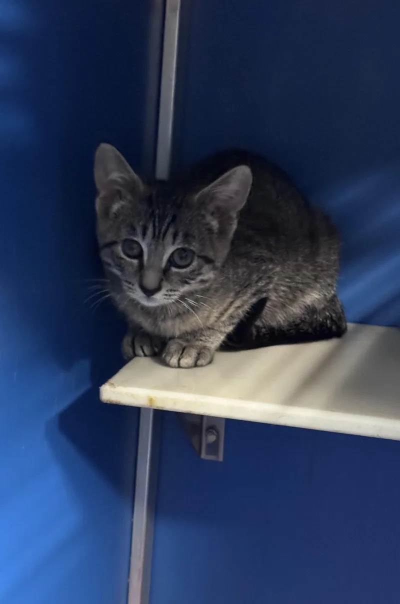 A baby medium-sized male Tabby (Gray / Blue / Silver) Domestic Short Hair cat named Kata for adoption in Hoopeston, IL