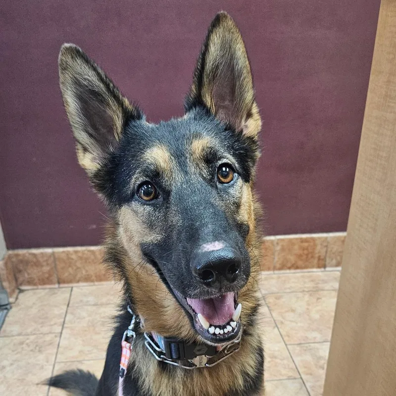 An adult medium-sized female Black German Shepherd Dog dog named Luna for adoption in Tulsa, OK