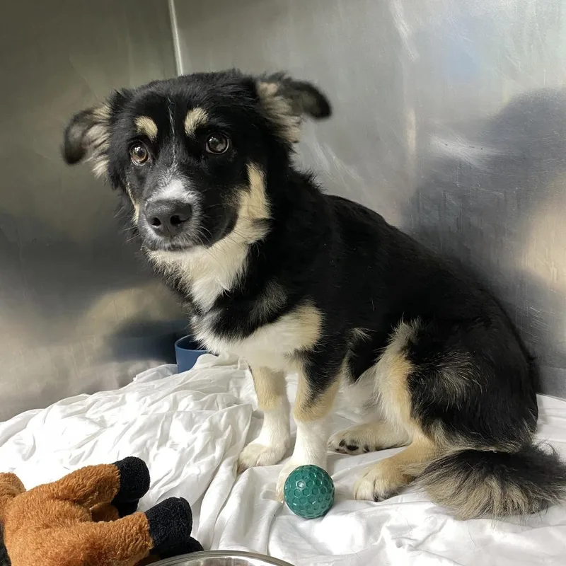A young small-sized male Cardigan Welsh Corgi dog named Biscuit for adoption in Philadelphia, PA