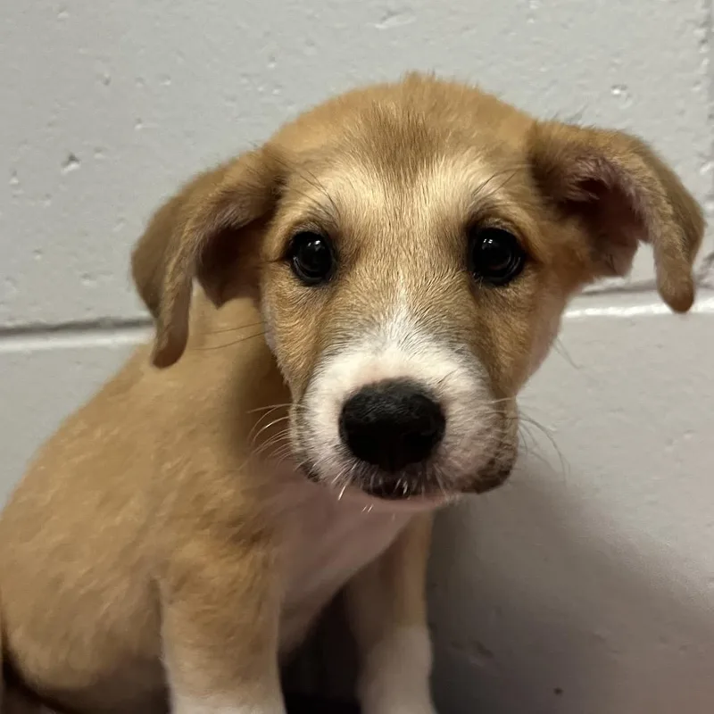 A baby small-sized female Yellow / Tan / Blond / Fawn Mixed Breed dog named Bubbles for adoption in Naples, FL