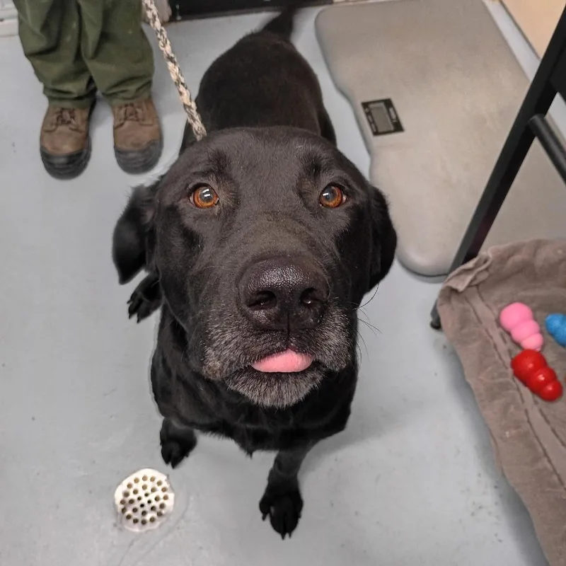 An adult large-sized male Black Labrador Retriever dog named CSASStray_ for adoption in Springtown, TX