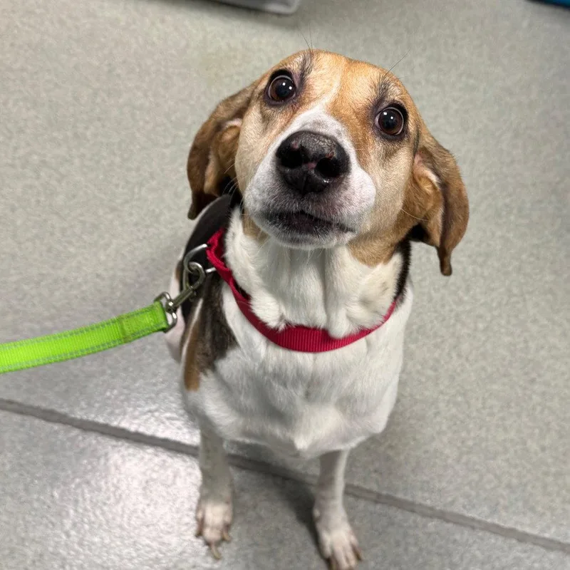 An adult medium-sized female Beagle dog named Paisley for adoption in New Castle, DE