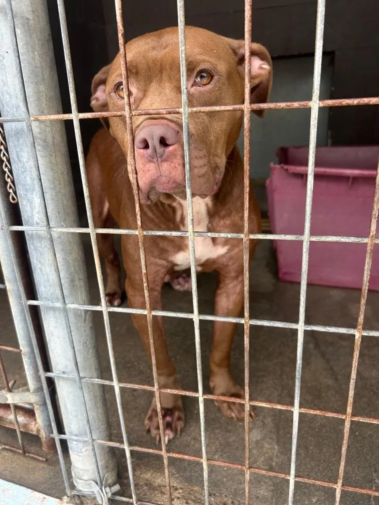 An adult medium-sized female Pit Bull Terrier dog named Tied up tammy for adoption in Russellville, KY