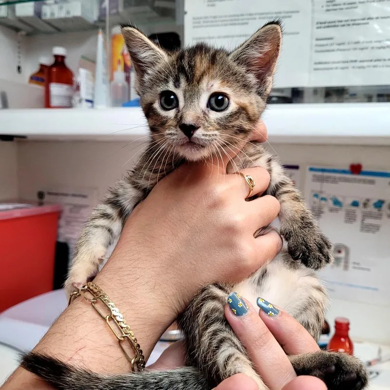 A baby small-sized female Domestic Short Hair cat named Eloise for adoption in Allyn, WA