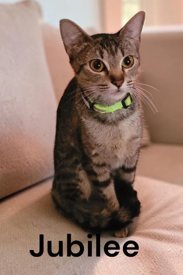A young medium-sized female Tabby cat named Jubilee for adoption in Weems, VA