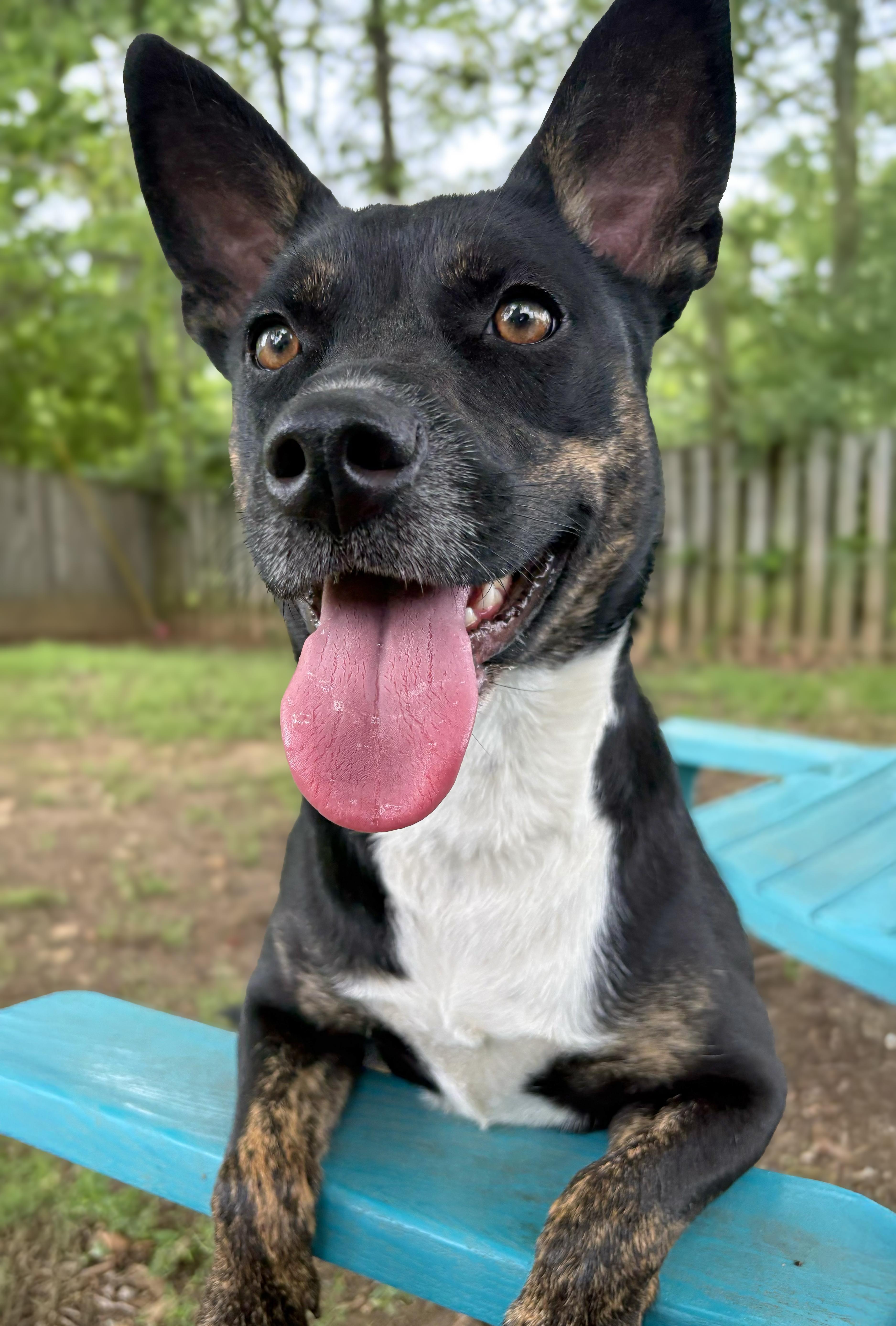 An adult medium-sized female Black Shepherd dog named Diamond for adoption in Anderson, IN