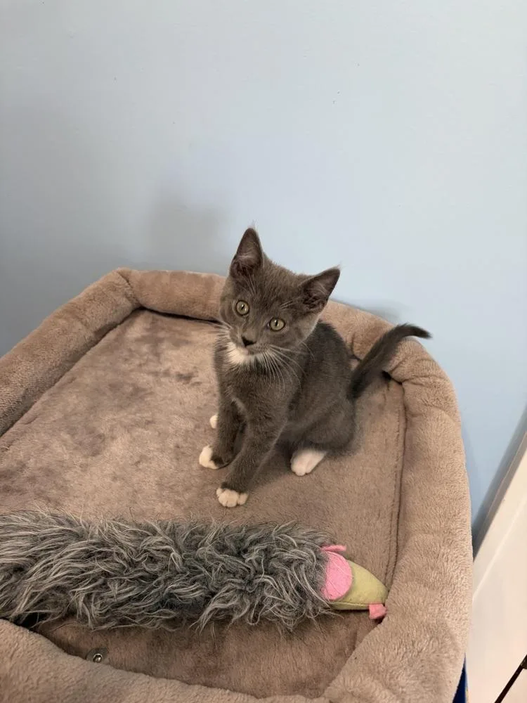 A baby small-sized male Domestic Short Hair cat named Jack Jn for adoption in Greenville, SC