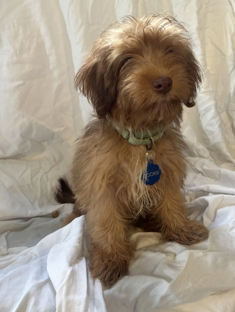 A baby small-sized female Lhasa Apso dog named Cookie for adoption in Pipe Creek, TX