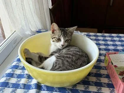 A baby medium-sized female Domestic Short Hair cat named Clair for adoption in Savannah, GA