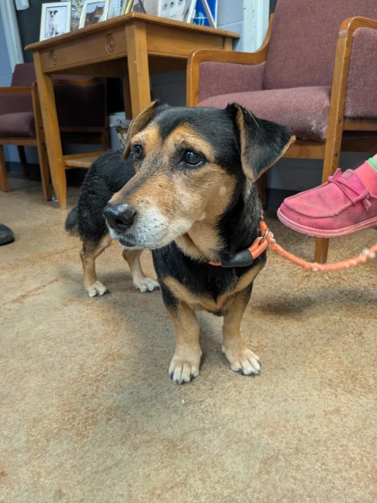 A young medium-sized female Beagle dog named Lady for adoption in Brownwood, TX