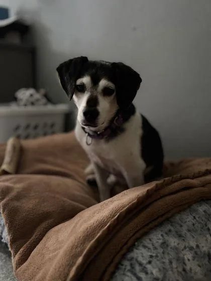 A senior medium-sized male Beagle dog named Benny for adoption in Shawano, WI