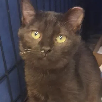 A baby medium-sized female Black Domestic Short Hair cat named Truffle for adoption in Rapid City, SD