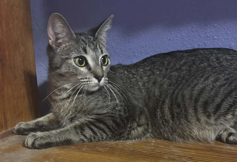 A young small-sized female Tabby cat named Millie for adoption in Okemah, OK