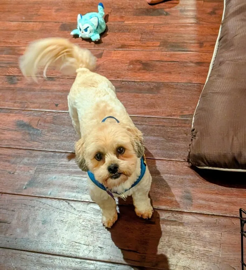 Lance A Lot thumbnail 4